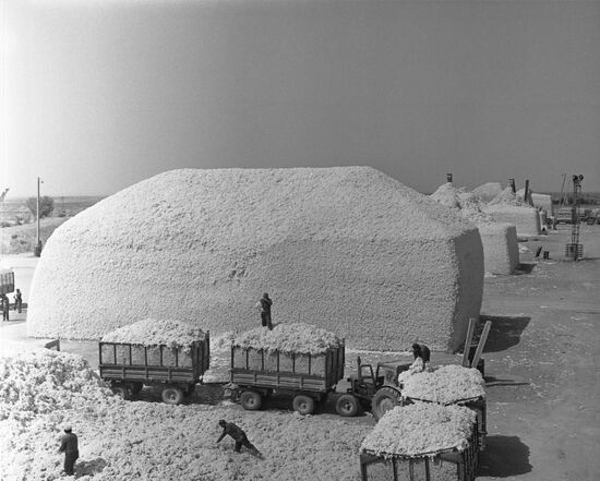 Cotton-storing yard in Uzbekistan