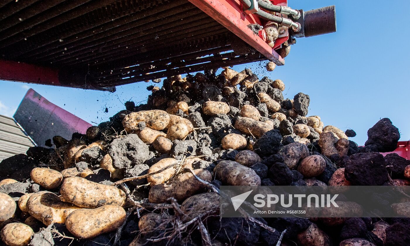 Russia Potatoes Harvest