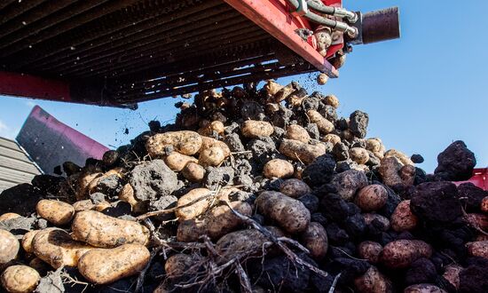 Russia Potatoes Harvest