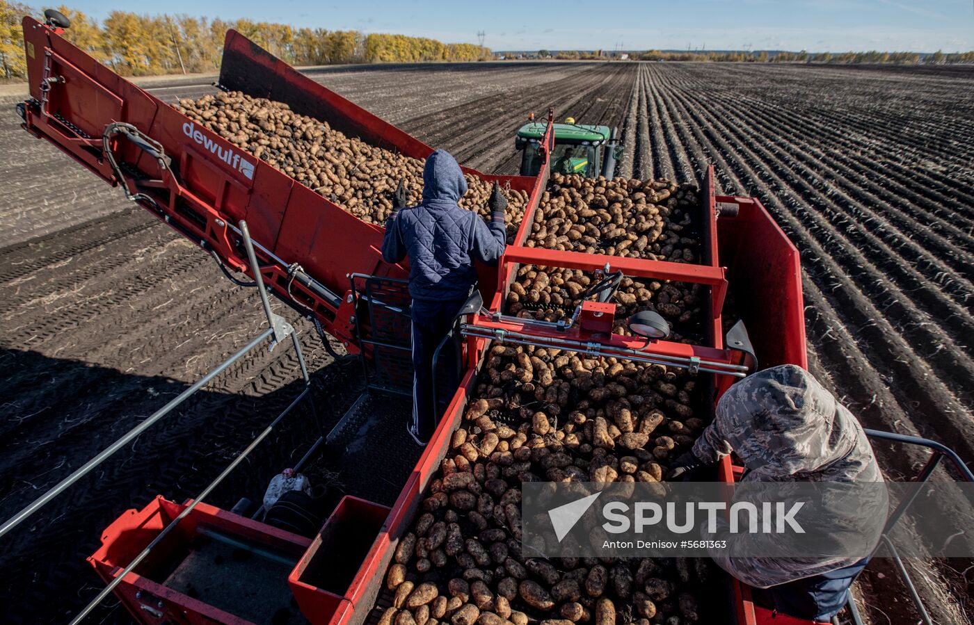 Russia Potatoes Harvest