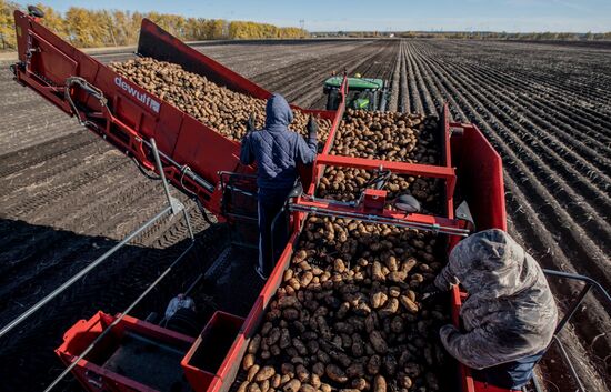 Russia Potatoes Harvest
