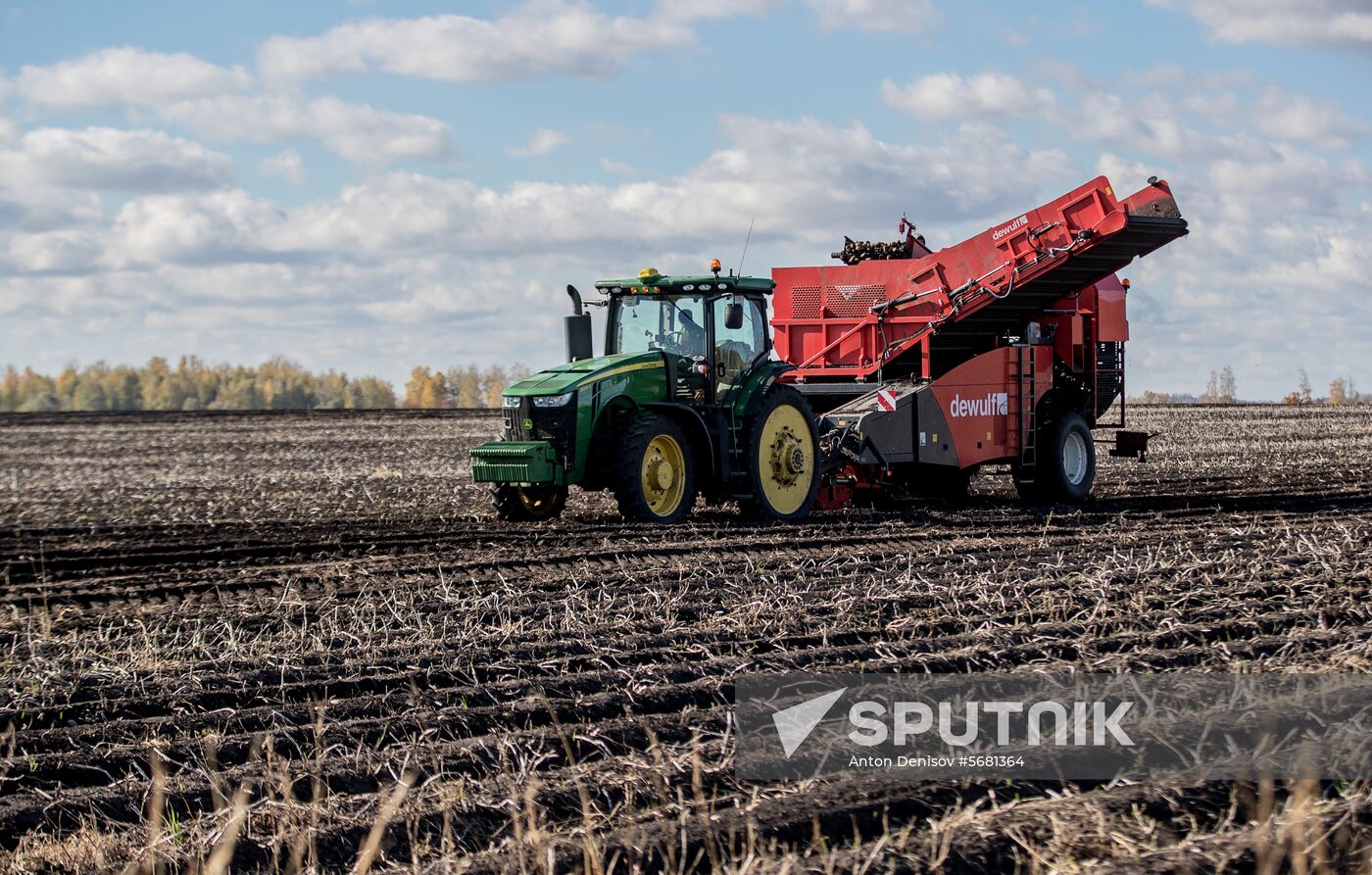 Russia Potatoes Harvest