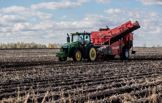 Russia Potatoes Harvest