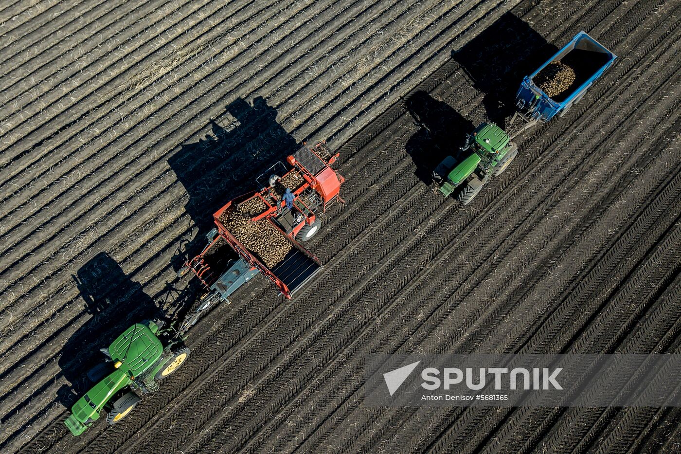Russia Potatoes Harvest