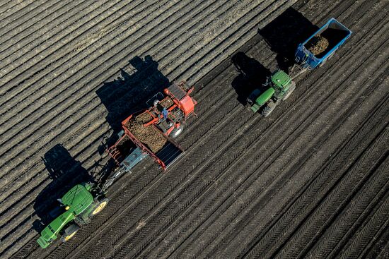 Russia Potatoes Harvest