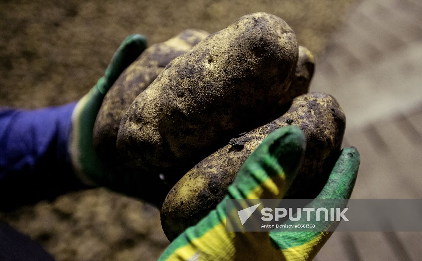 Russia Potatoes Harvest