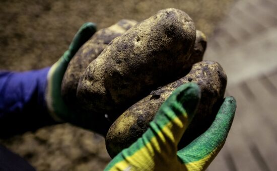 Russia Potatoes Harvest