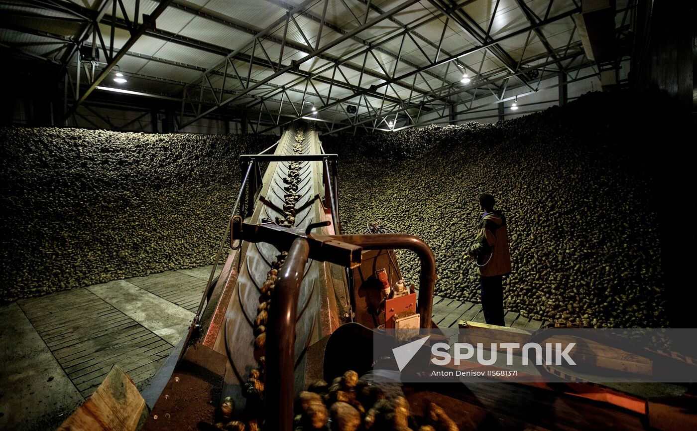 Russia Potatoes Harvest