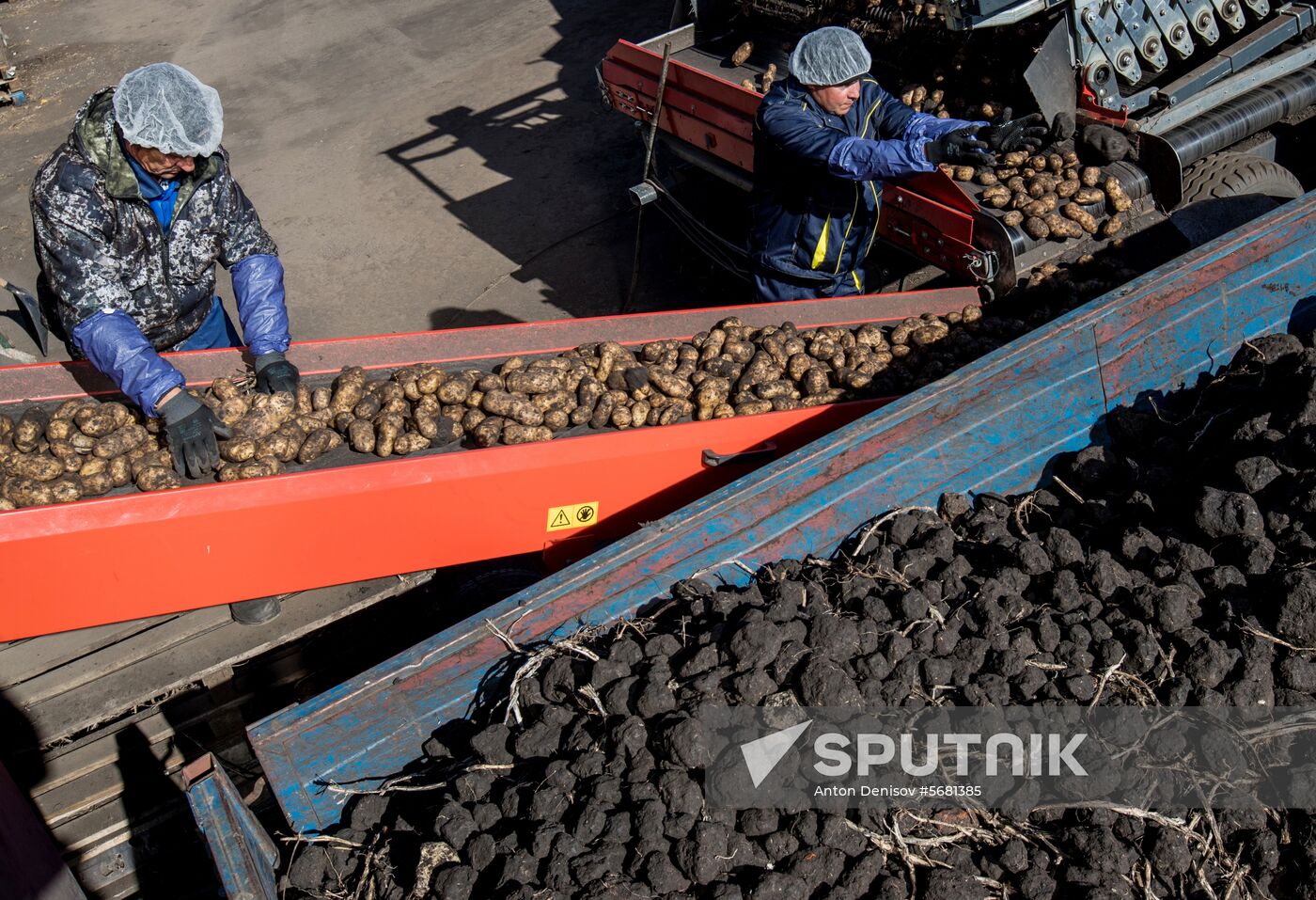 Russia Potatoes Harvest