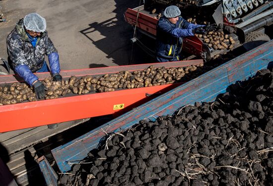 Russia Potatoes Harvest