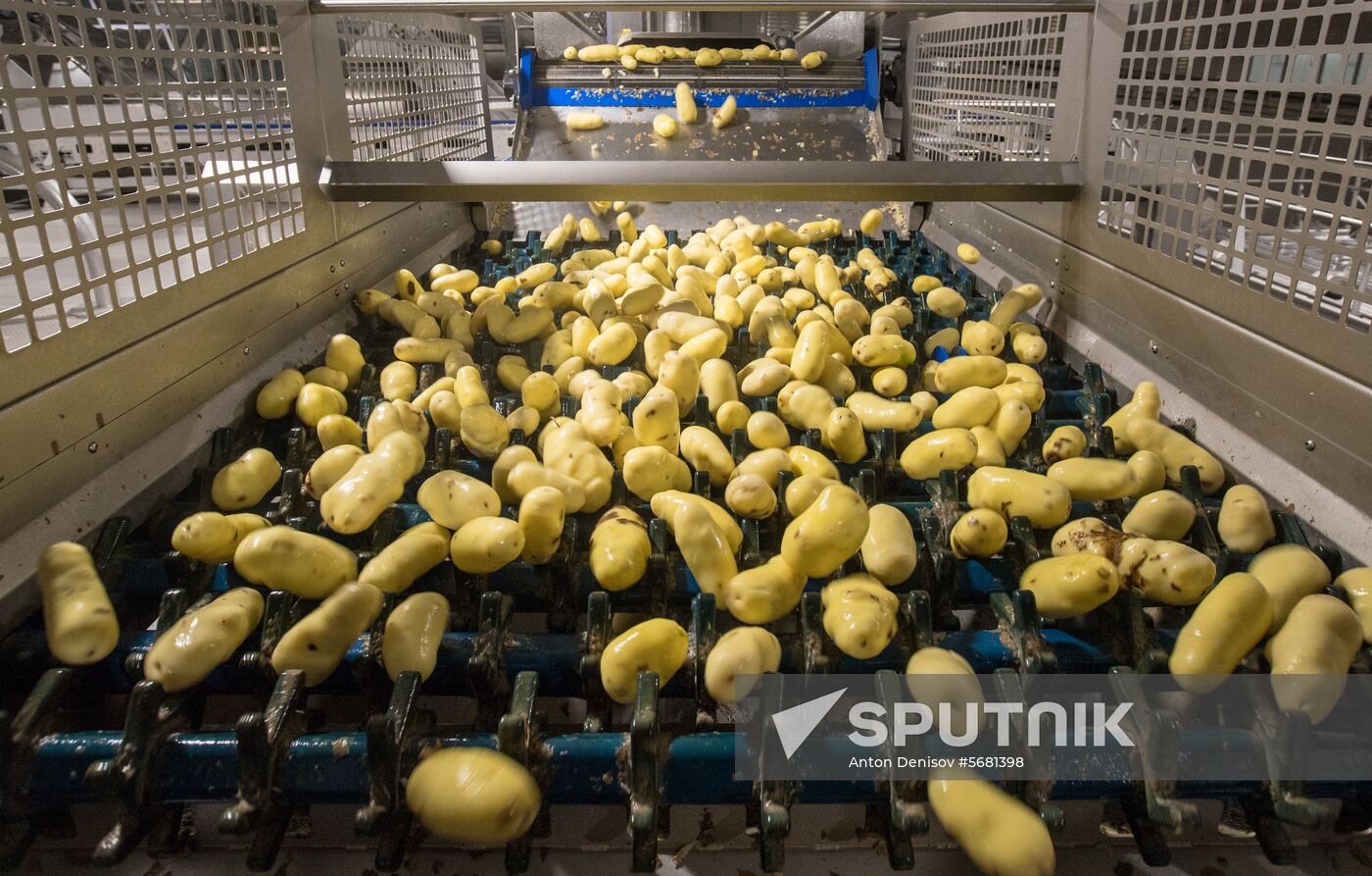 Russia Potatoes Harvest