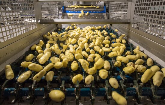 Russia Potatoes Harvest