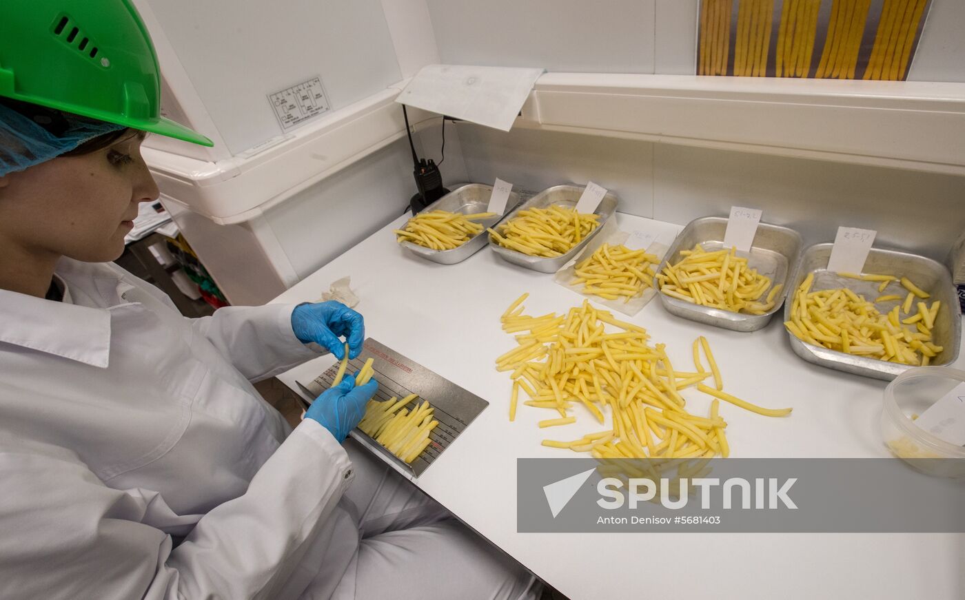 Russia Potatoes Harvest