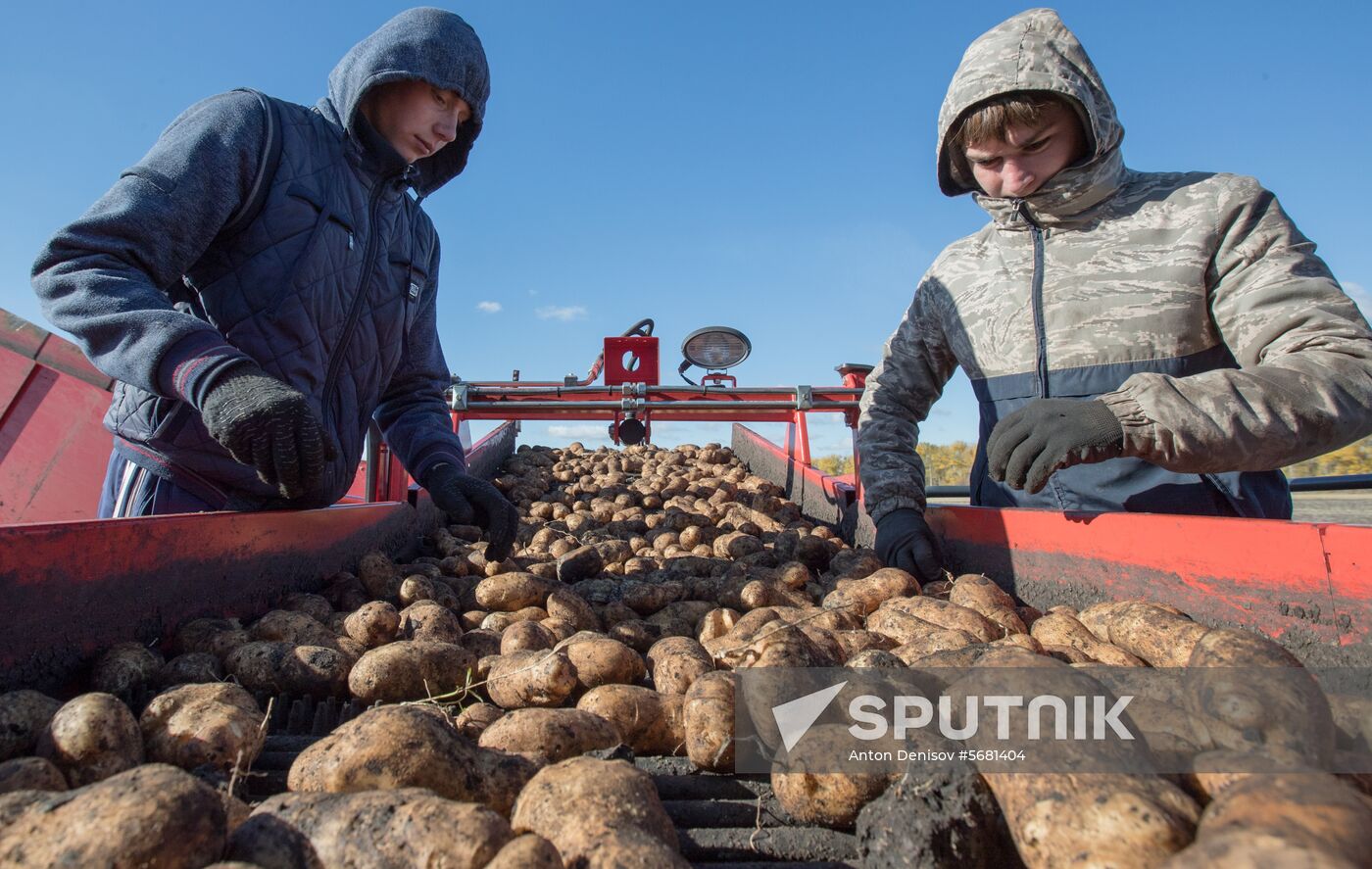 Russia Potatoes Harvest