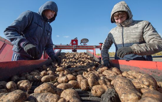 Russia Potatoes Harvest
