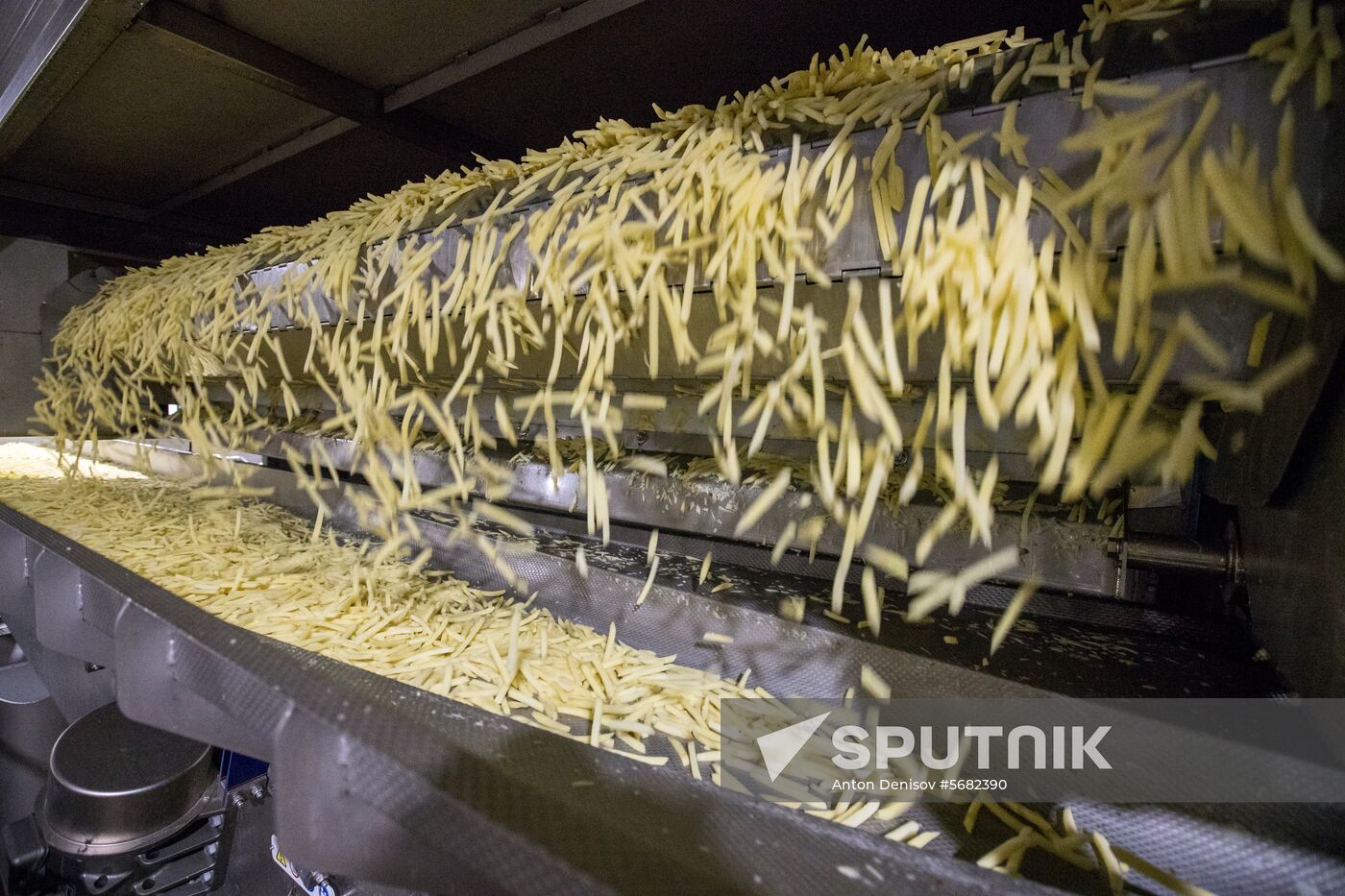 Harvesting and processing first harvest of Russian potatoes for McDonald's