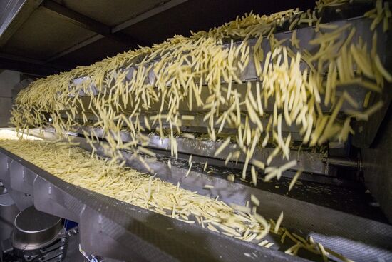 Harvesting and processing first harvest of Russian potatoes for McDonald's