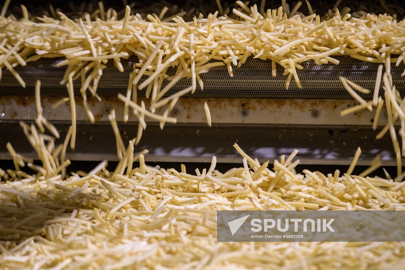 Harvesting and processing first harvest of Russian potatoes for McDonald's