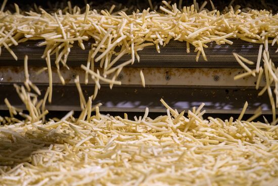 Harvesting and processing first harvest of Russian potatoes for McDonald's