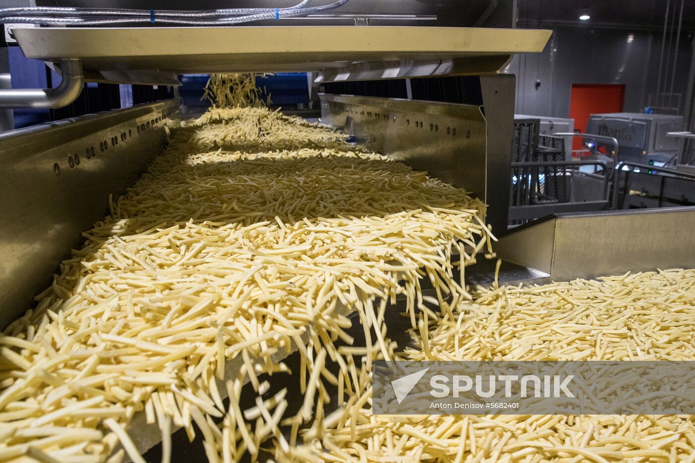 Harvesting and processing first harvest of Russian potatoes for McDonald's