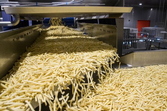 Harvesting and processing first harvest of Russian potatoes for McDonald's