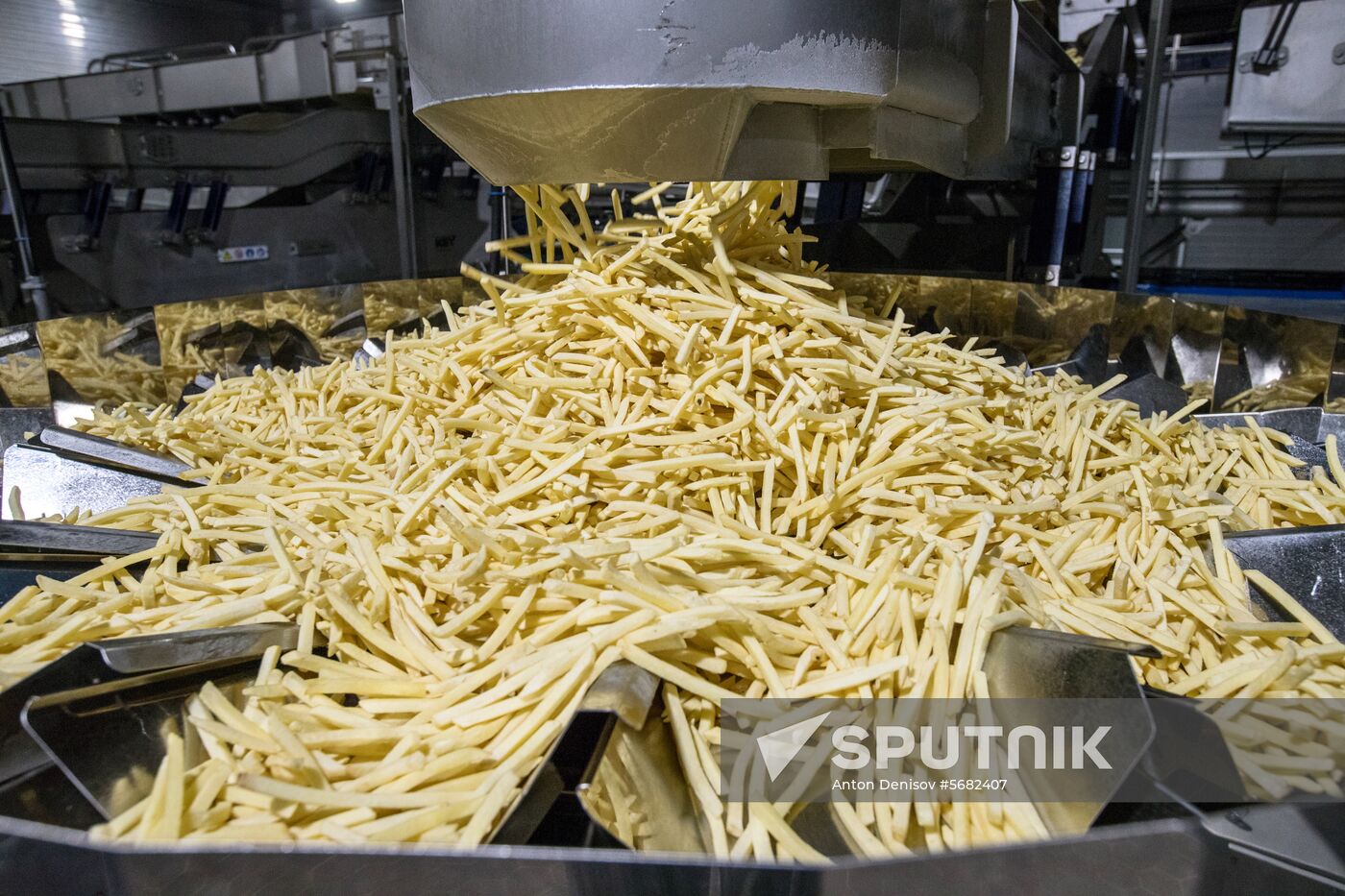 Harvesting and processing first harvest of Russian potatoes for McDonald's