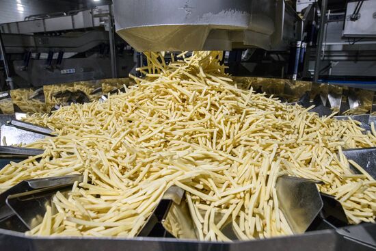 Harvesting and processing first harvest of Russian potatoes for McDonald's