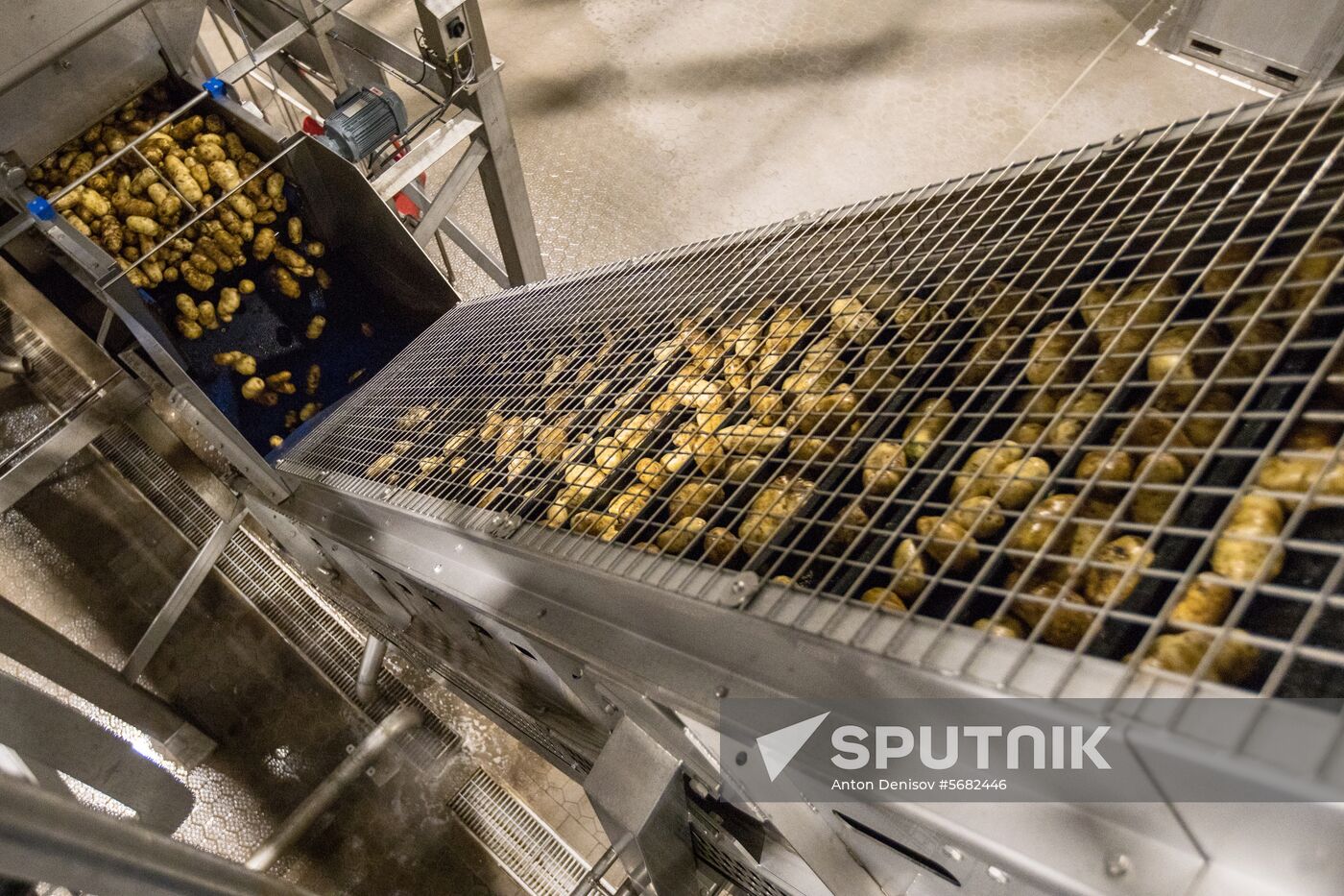 Harvesting and processing first harvest of Russian potatoes for McDonald's