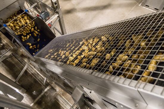 Harvesting and processing first harvest of Russian potatoes for McDonald's