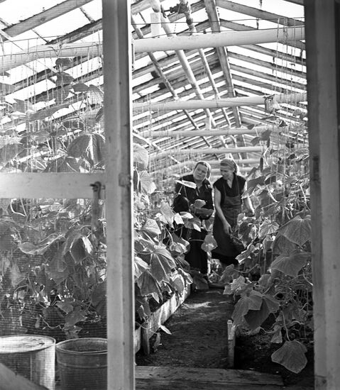 Lenin collective farm near Moscow