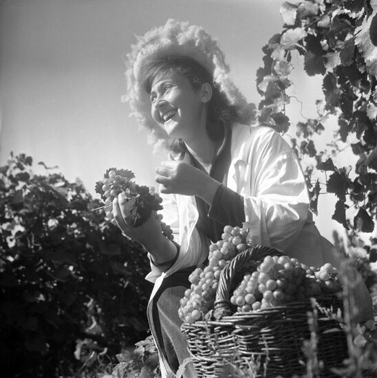 Harvesting grapes