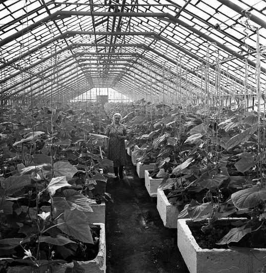 Moscovsky State Farm greenhouses