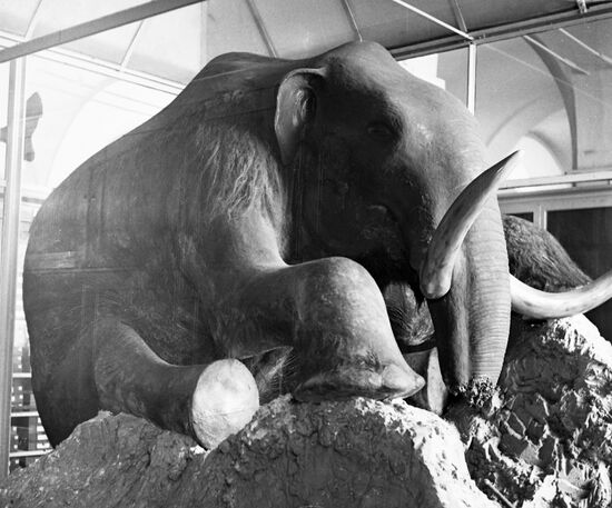 Leningrad Zoological Museum