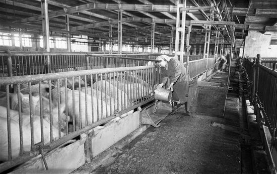 Livestock Sovkhoz "Ramenskoye" in Moscow Region
