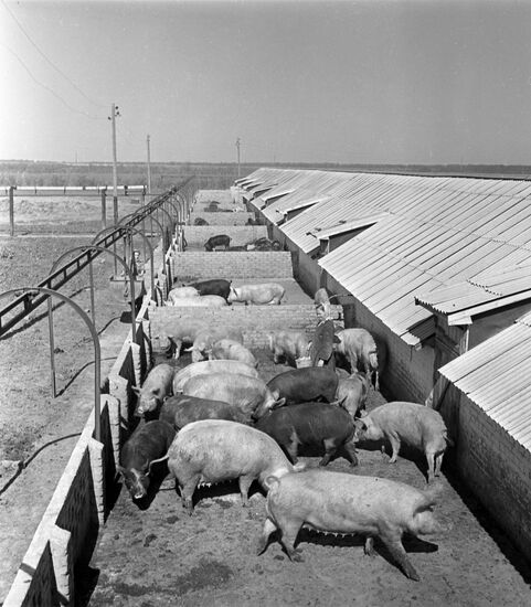 Seyatel collective farm in the Rostov Region