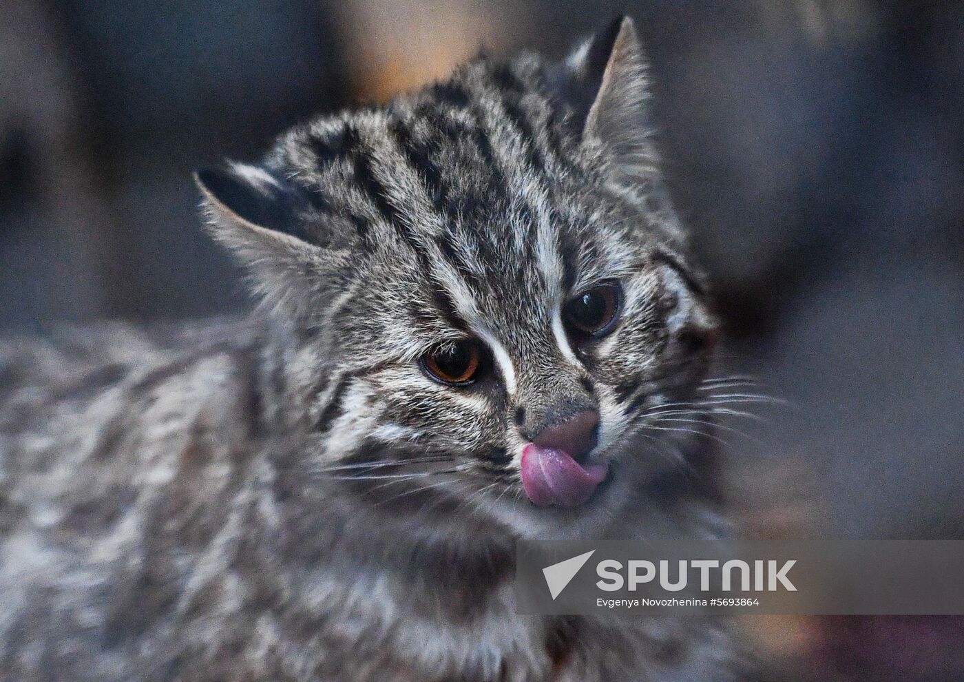 Russia Amur Leopard Cat