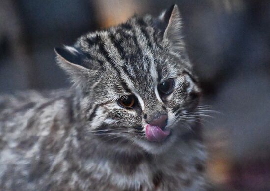 Russia Amur Leopard Cat 