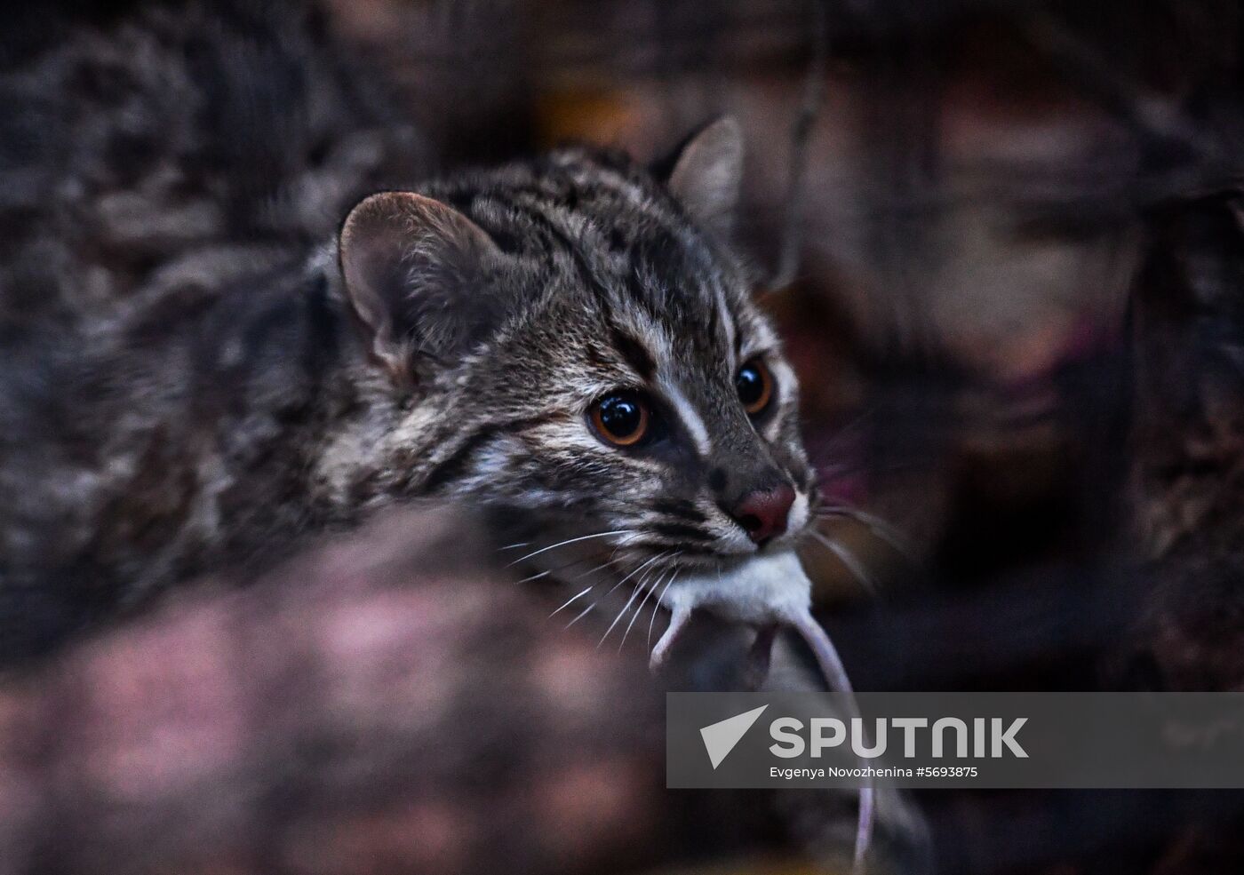 Russia Amur Leopard Cat 