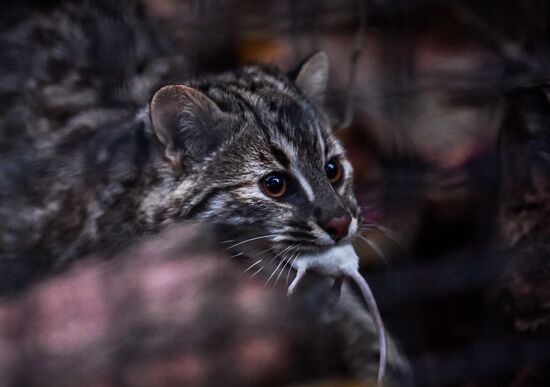 Russia Amur Leopard Cat 