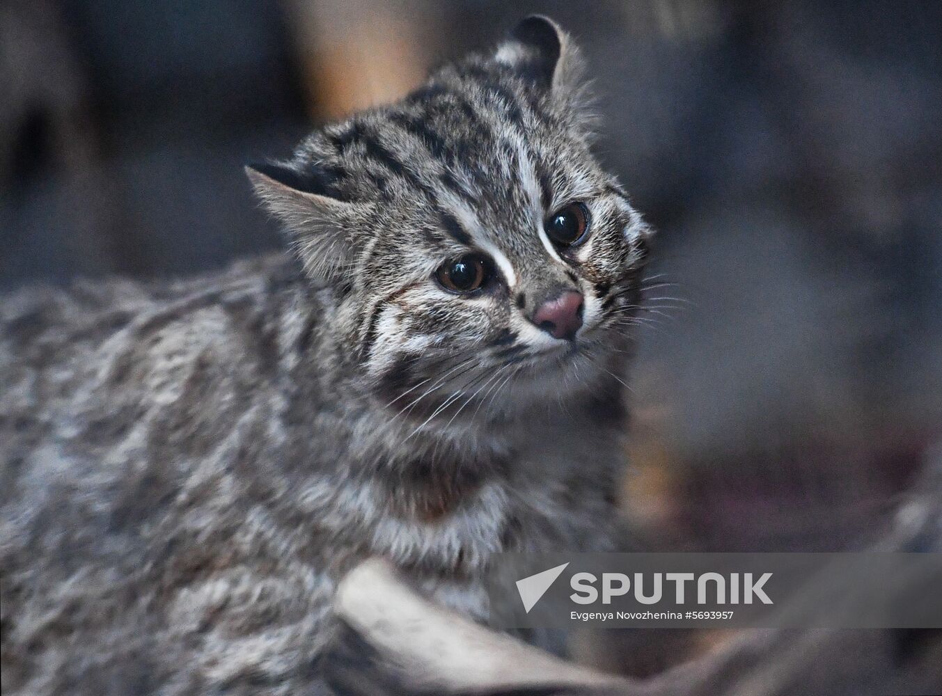 Russia Amur Leopard Cat 