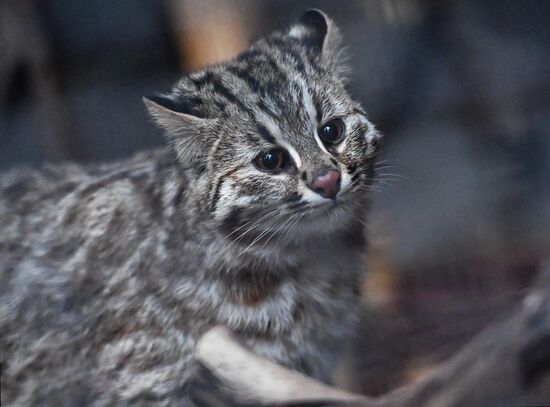 Russia Amur Leopard Cat 