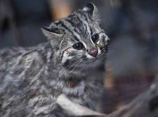 Russia Amur Leopard Cat 