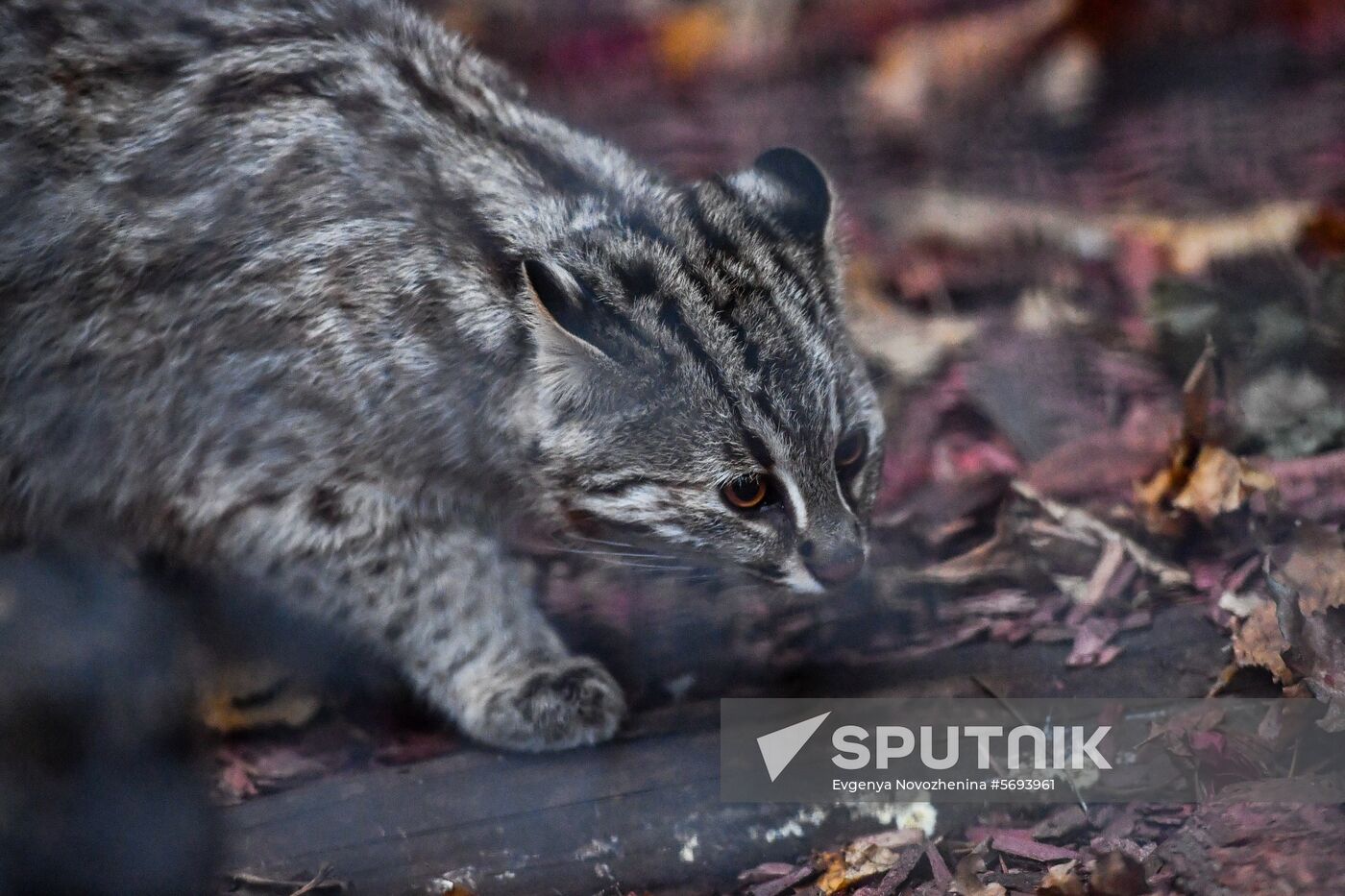 Russia Amur Leopard Cat 