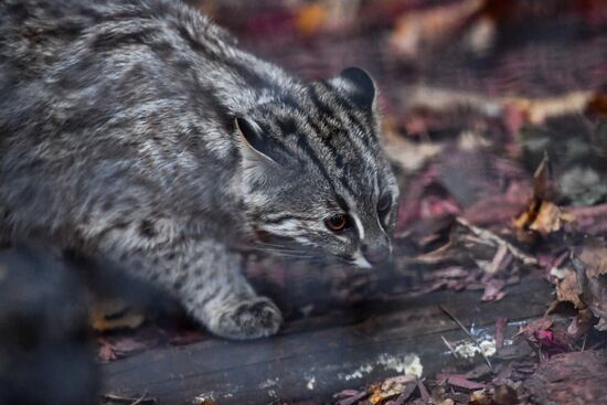 Russia Amur Leopard Cat 