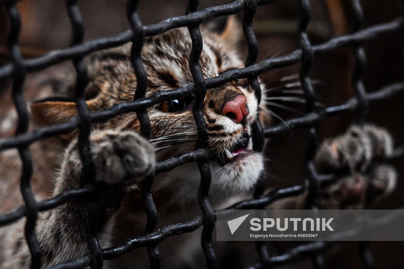 Russia Amur Leopard Cat