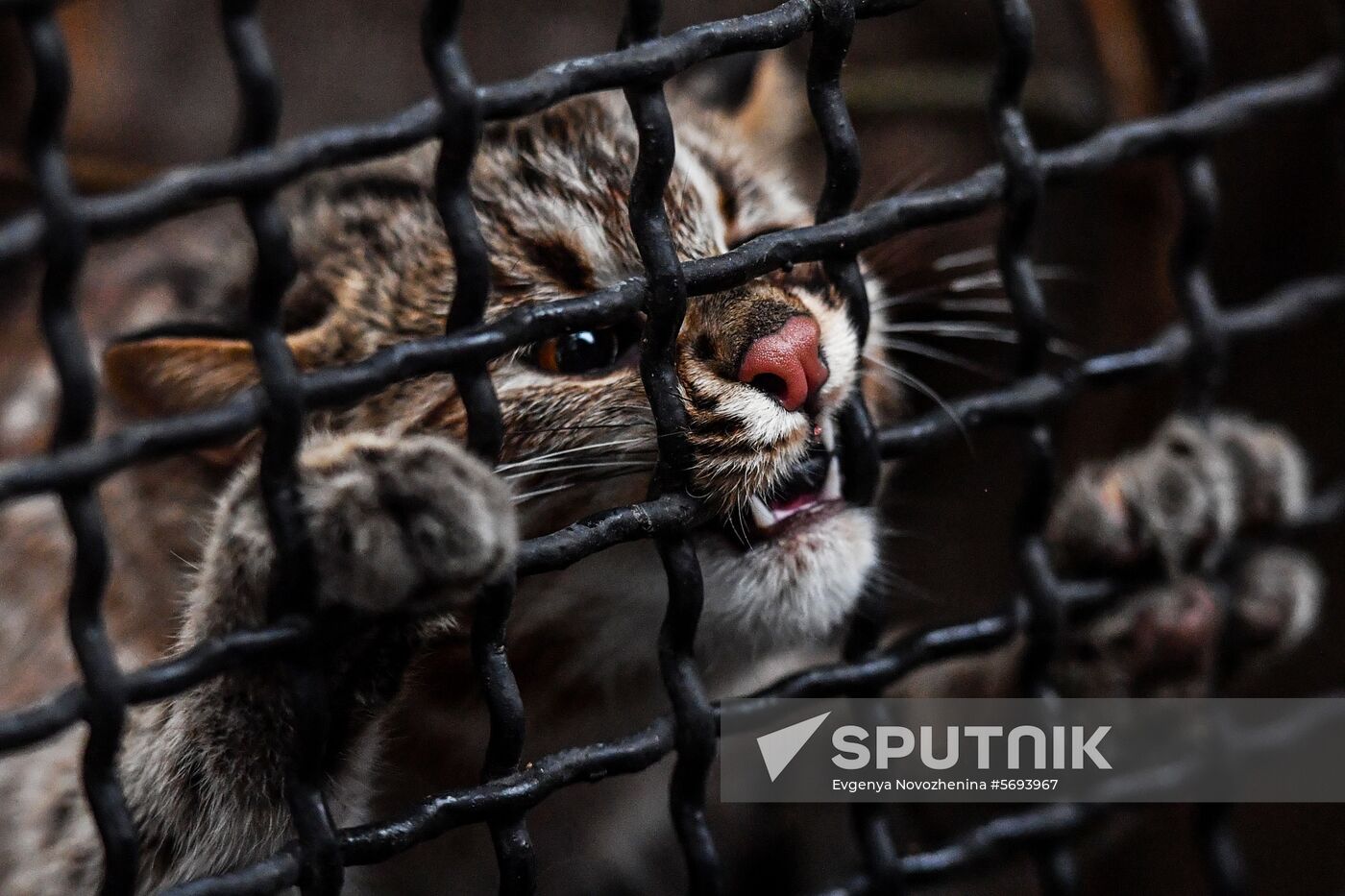 Russia Amur Leopard Cat 