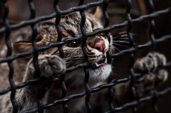 Russia Amur Leopard Cat 