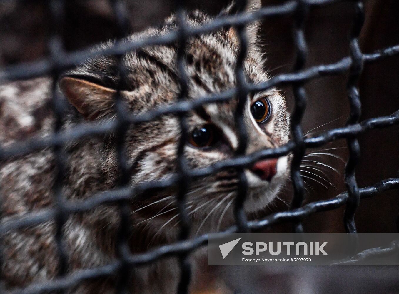 Russia Amur Leopard Cat 