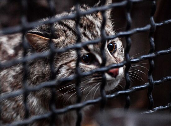 Russia Amur Leopard Cat 