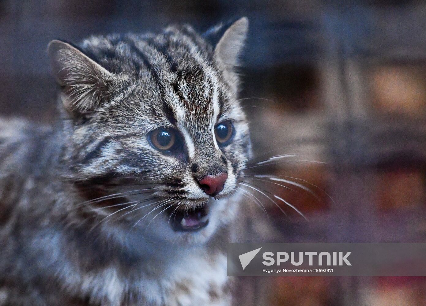 Russia Amur Leopard Cat